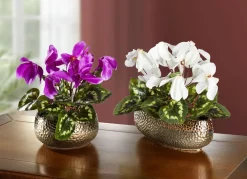 Alpenveilchen in Schale