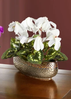 Alpenveilchen in Schale