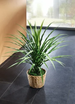 Elefantenfuß im Topf