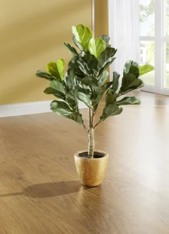 Feigenblattpflanze im Topf