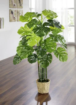 Fensterblatt im Topf