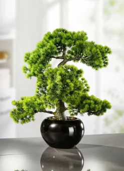 Lärchen-Bonsai in schwarzem Keramiktopf