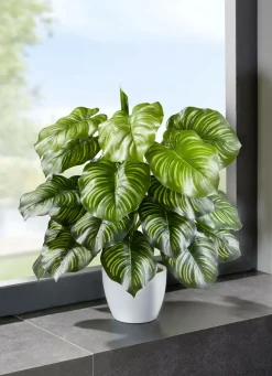 Marantabusch in weißen Keramiktopf