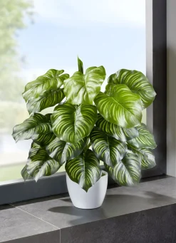 Marantabusch in weißen Keramiktopf