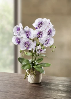 Orchidee im Topf