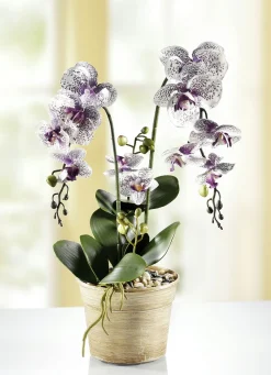 Orchidee im Topf