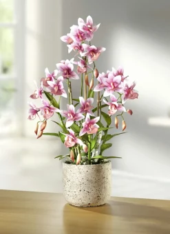 Orchidee im Topf