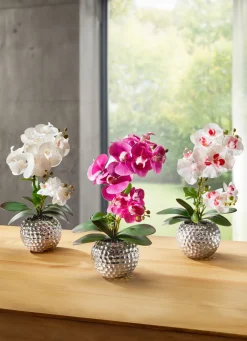 Orchidee Phalaenopsis in Keramikschale