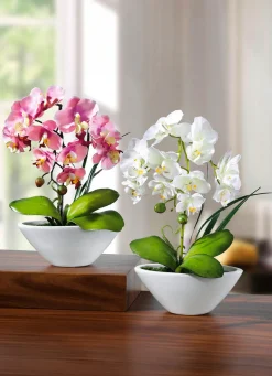 Orchideen in Keramikschale, 2er-Set