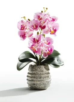 Orchideen-Gesteck im Topf