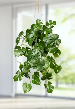 Splitphilohänger im Topf