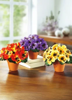 Stiefmütterchen, 3er-Set