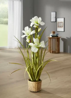 Wunderschöne Lilie im Topf