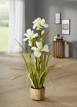 Wunderschöne Lilie im Topf